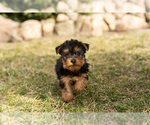 Small Photo #2 Yorkshire Terrier Puppy For Sale in MILLERSBURG, IN, USA