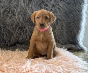 Golden Retriever Puppy for sale in WILLARD, WI, USA