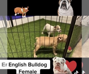 Medium English Bulldog