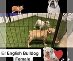 Small English Bulldog