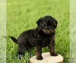 Small #4 Poovanese