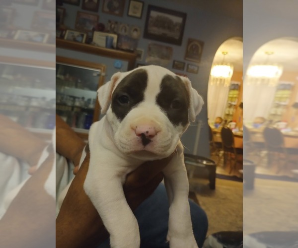 Medium Photo #18 American Bully Puppy For Sale in FRIDLEY, MN, USA