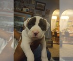 Small #1 American Bully