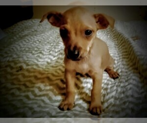 Chiweenie Puppy for sale in OKLAHOMA CITY, OK, USA