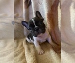 Small Photo #5 French Bulldog Puppy For Sale in GLOUCESTER, VA, USA