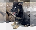 Small Photo #48 German Shepherd Dog Puppy For Sale in BRIGHTON, CO, USA