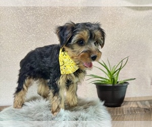 Yorkshire Terrier Puppy for sale in NAPPANEE, IN, USA