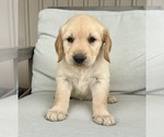 Rosie - Female Golden Retriever Puppy for Sale - Small photo