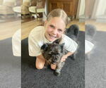 Small #5 Cairn Terrier Mix