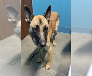 Mutt Dogs for adoption in Houston, TX, USA