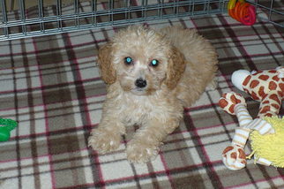 Cockapoo Puppy for sale in TUCSON, AZ, USA