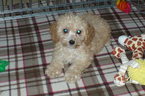 Small Photo #1 Cockapoo Puppy For Sale in TUCSON, AZ, USA