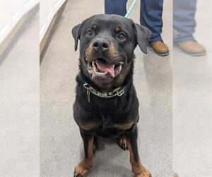 Rottweiler Dogs for adoption in Forestville, MD, USA