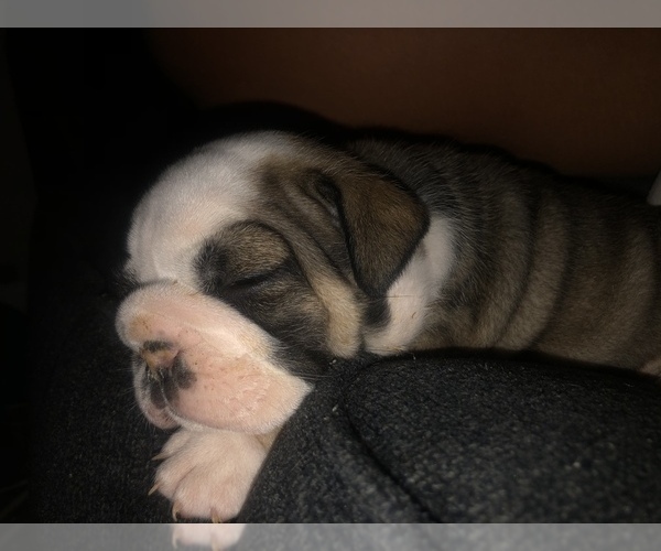 Medium Photo #5 English Bulldog Puppy For Sale in FORT WORTH, TX, USA