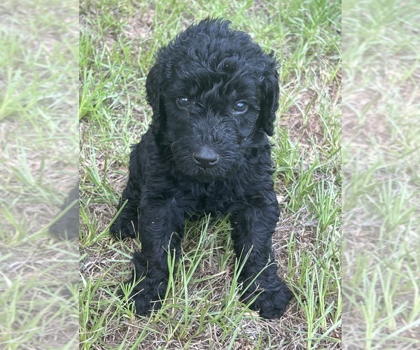 Medium Photo #3 Labradoodle Puppy For Sale in WILLISTON, SC, USA