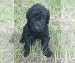 Puppy Isla Labradoodle