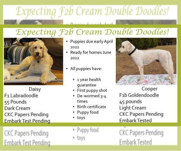 Medium Photo #2 Double Doodle Puppy For Sale in AIKEN, SC, USA