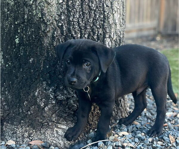 Medium Photo #8 Labbe Puppy For Sale in Princeton, MN, USA