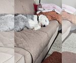 Small #2 Old English Sheepdog