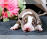 Puppy Rebecca Australian Shepherd