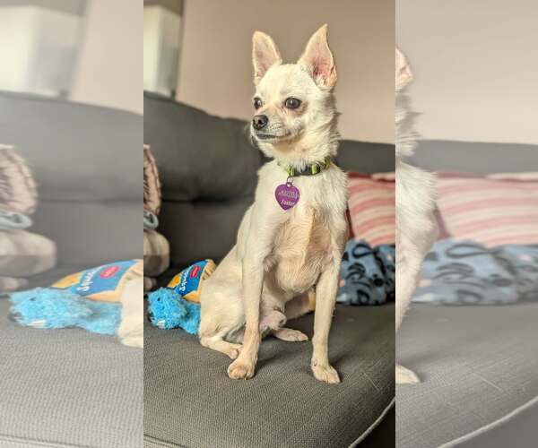 Medium Photo #2 Chihuahua-Unknown Mix Puppy For Sale in Minneapolis, MN, USA