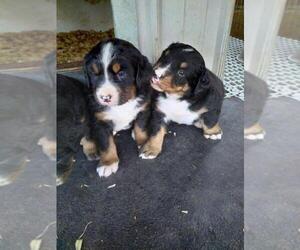 Bernese Mountain Dog Puppy for Sale in MEMPHIS, Missouri USA