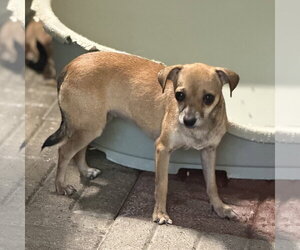SMILEY - Female Chihuahua Dog for Adoption - Photo #2