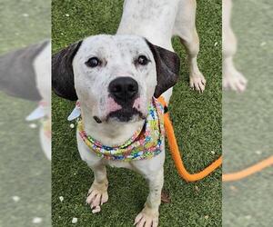 Dalmatian-Unknown Mix Dogs for adoption in Newton, NC, USA