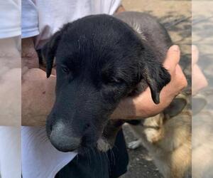 Mutt Dogs for adoption in San Antonio, TX, USA