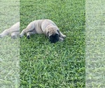 Small Photo #6 Mastiff Puppy For Sale in HOUSTON, TX, USA