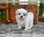 Small #1 Shih Tzu