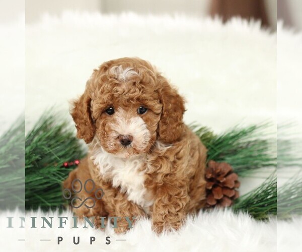Medium Photo #3 Poodle (Toy) Puppy For Sale in CHRISTIANA, PA, USA