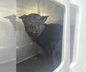 Chow Chow-Unknown Mix Dogs for adoption in San Antonio, TX, USA