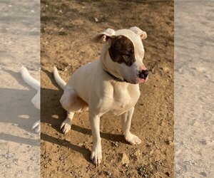 Rex - Male American Pit Bull Terrier-Siberian Husky Mix Dog for Adoption - Photo #7