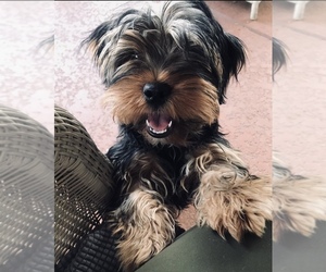 Yorkshire Terrier Puppy for sale in SUN CITY, AZ, USA