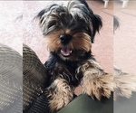 Small Photo #1 Yorkshire Terrier Puppy For Sale in SUN CITY, AZ, USA