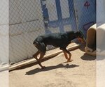 Small Photo #2 Doberman Pinscher Puppy For Sale in Apple Valley, CA, USA