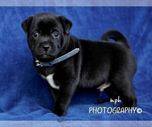 Jug-Shiba Inu Mix Puppy for sale in LIBERTY, KY, USA