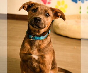 Mutt Dogs for adoption in Brooklyn Center, MN, USA