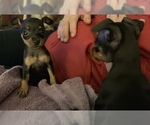 Small Photo #26 Miniature Pinscher Puppy For Sale in BULGER, PA, USA