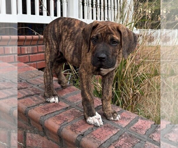 Medium Photo #9 Cane Corso Puppy For Sale in FAYETTEVILLE, NC, USA