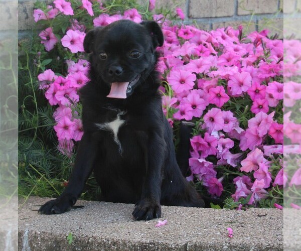 Medium Photo #1 Pug Puppy For Sale in FREDERICKSBURG, OH, USA
