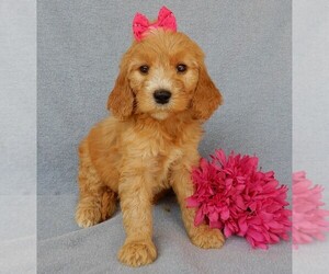 Medium Goldendoodle