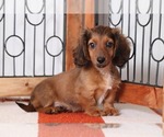 Small Photo #1 Dachshund Puppy For Sale in NAPLES, FL, USA