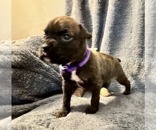 Medium Photo #16 Boxer Puppy For Sale in LANSING, MI, USA