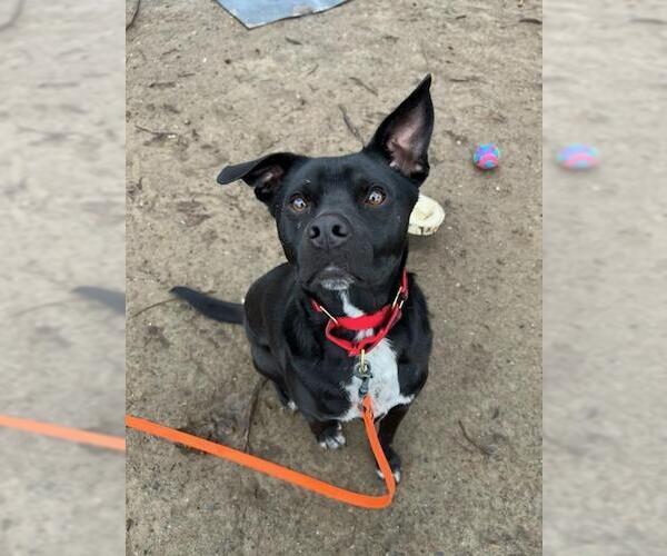 Medium Photo #14 Boston Terrier-Unknown Mix Puppy For Sale in Brewster, NY, USA