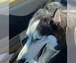 Small #3 Siberian Husky