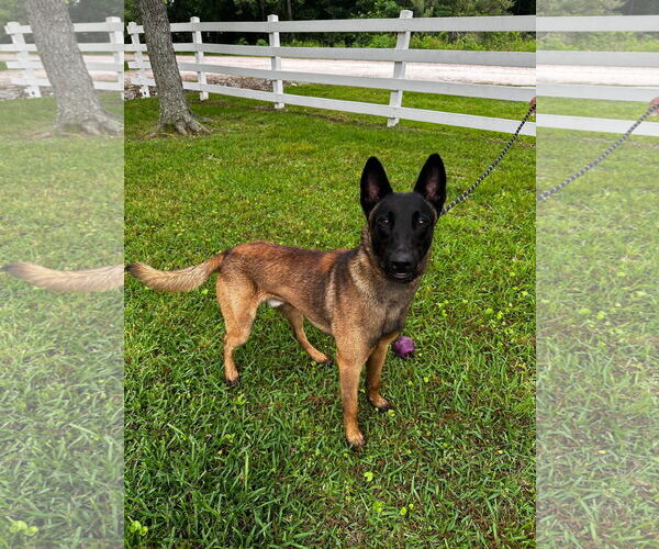 Medium Photo #8 Mutt Puppy For Sale in Stevens Point, WI, USA