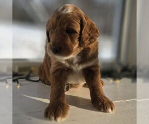 Irish Doodle (Miniature) Puppy for sale in NEW HOLLAND, PA, USA