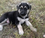 Small Photo #11 German Shepherd Dog Puppy For Sale in MERRITT IS, FL, USA